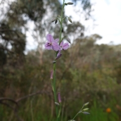 Arthropodium strictum at Glenroy, NSW - 18 Sep 2023