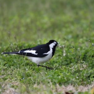 Grallina cyanoleuca at Holt, ACT - suppressed