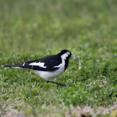 Grallina cyanoleuca (Magpie-lark) at Holt, ACT - 22 Aug 2020 by JimL