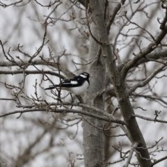 Grallina cyanoleuca at Holt, ACT - suppressed