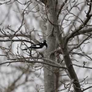 Grallina cyanoleuca at Holt, ACT - suppressed