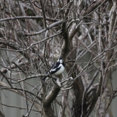 Grallina cyanoleuca at Holt, ACT - suppressed