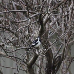 Grallina cyanoleuca at Holt, ACT - suppressed