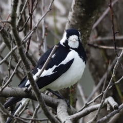 Grallina cyanoleuca at Holt, ACT - suppressed