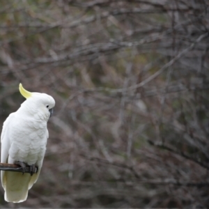 Cacatua galerita at Holt, ACT - 22 Aug 2020