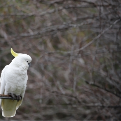 Cacatua galerita (Sulphur-crested Cockatoo) at Holt, ACT - 22 Aug 2020 by JimL