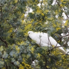 Cacatua galerita at Holt, ACT - suppressed