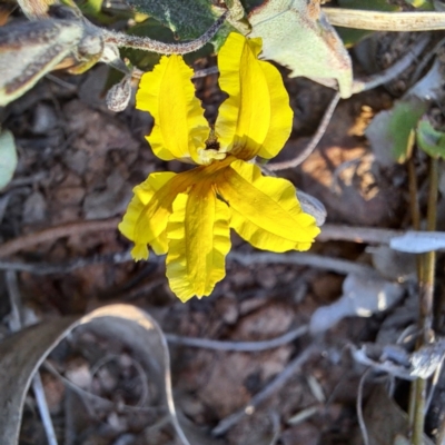 Goodenia hederacea subsp. hederacea (Ivy Goodenia, Forest Goodenia) at Majura, ACT - 24 Sep 2023 by abread111