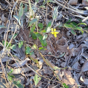 Goodenia hederacea subsp. hederacea at Majura, ACT - 24 Sep 2023 05:12 PM