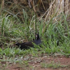 Gallinula tenebrosa (Dusky Moorhen) at Lake Ginninderra - 16 Feb 2020 by JimL