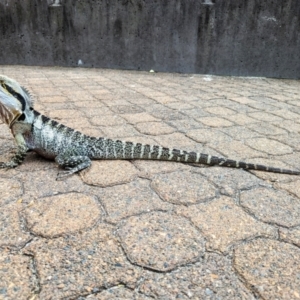 Intellagama lesueurii lesueurii at South Brisbane, QLD - 23 Sep 2023