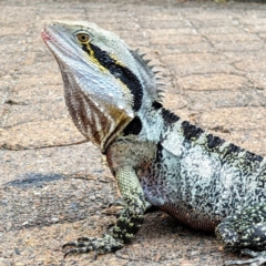 Intellagama lesueurii lesueurii at South Brisbane, QLD - 23 Sep 2023 12:07 PM