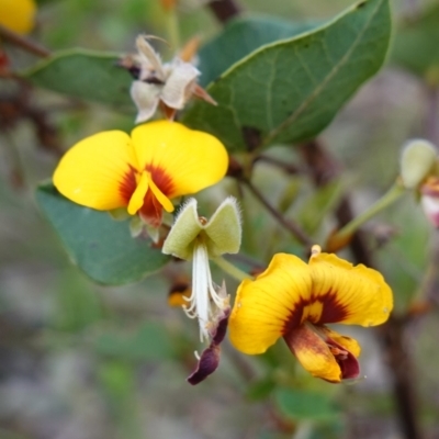 Platylobium formosum (Handsome Flat Pea) at Nail Can Hill - 18 Sep 2023 by RobG1