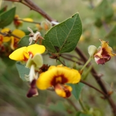 Platylobium formosum at Albury, NSW - 18 Sep 2023