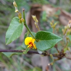 Platylobium formosum at Albury, NSW - 18 Sep 2023