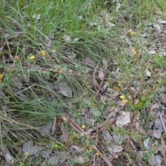 Platylobium formosum at Albury, NSW - 18 Sep 2023