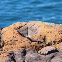 Egernia saxatilis intermedia (Black Rock Skink) at Green Cape, NSW - 23 Jan 2021 by JimL