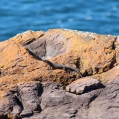 Egernia saxatilis intermedia at Ben Boyd National Park - 24 Jan 2021