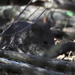 Isoodon obesulus obesulus at Paddys River, ACT - 7 Mar 2021 04:40 PM