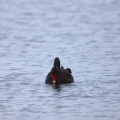 Cygnus atratus at Belconnen, ACT - 28 Mar 2021