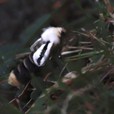 Oenosandra boisduvalii (Boisduval's Autumn Moth) at Tidbinbilla Nature Reserve - 7 Mar 2021 by JimL