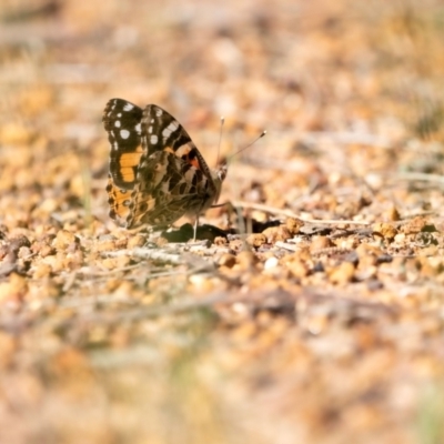 Vanessa kershawi (Australian Painted Lady) at Higgins Woodland - 22 Sep 2023 by Untidy