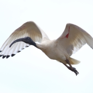 Threskiornis molucca (Australian White Ibis) at Ormiston, QLD by TimL