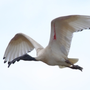 Threskiornis molucca at Ormiston, QLD - 24 Sep 2023