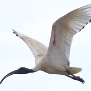 Threskiornis molucca at Ormiston, QLD - 24 Sep 2023