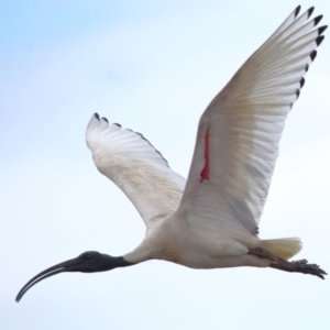 Threskiornis molucca at Ormiston, QLD - 24 Sep 2023