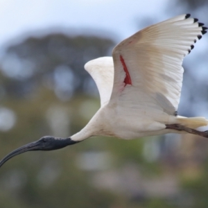 Threskiornis molucca at Ormiston, QLD - 24 Sep 2023 11:16 AM