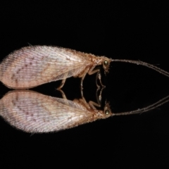 Unidentified Brown Lacewing (Hemerobiidae) by TimL