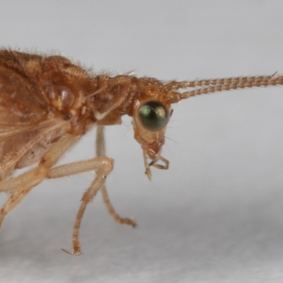 Unidentified Brown Lacewing (Hemerobiidae) at Wellington Point, QLD - 20 Sep 2023 by TimL