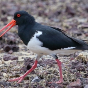 Haematopus longirostris at Wellington Point, QLD - 23 Sep 2023