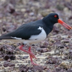 Haematopus longirostris at Wellington Point, QLD - 23 Sep 2023