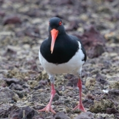 Haematopus longirostris at Wellington Point, QLD - 23 Sep 2023