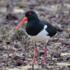 Haematopus longirostris at Wellington Point, QLD - 23 Sep 2023