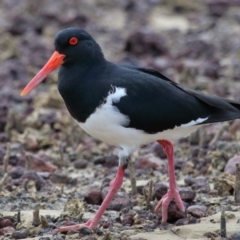 Haematopus longirostris at Wellington Point, QLD - 23 Sep 2023