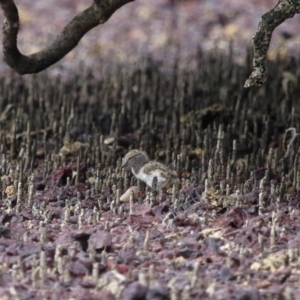 Haematopus longirostris at Wellington Point, QLD - suppressed