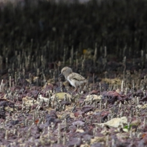 Haematopus longirostris at Wellington Point, QLD - suppressed