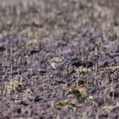 Haematopus longirostris at Wellington Point, QLD - suppressed