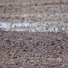 Haematopus longirostris at Wellington Point, QLD - suppressed