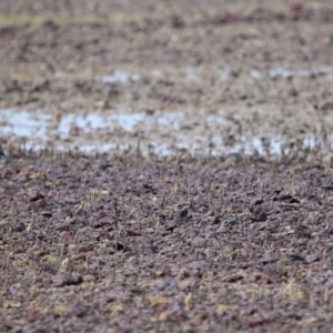 Haematopus longirostris at Wellington Point, QLD - suppressed