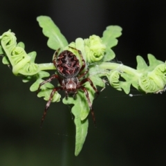 Unidentified Spider (Araneae) at Capalaba, QLD - 21 Sep 2023 by TimL