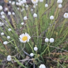 Rhodanthe anthemoides (Chamomile Sunray) at Tuggeranong, ACT - 18 Sep 2023 by BethanyDunne