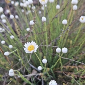 Rhodanthe anthemoides at Tuggeranong, ACT - 19 Sep 2023