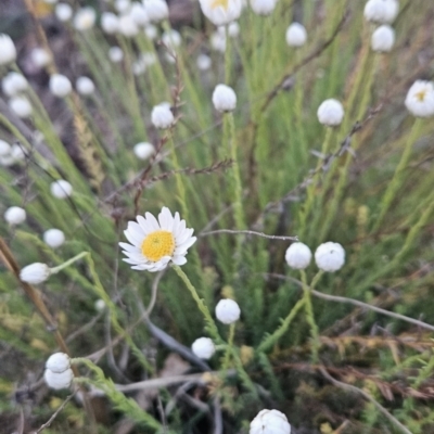 Rhodanthe anthemoides (Chamomile Sunray) at Cooleman Ridge - 18 Sep 2023 by BethanyDunne