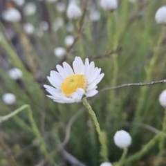 Rhodanthe anthemoides at Tuggeranong, ACT - 19 Sep 2023