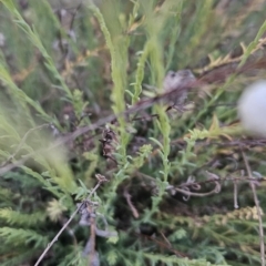 Rhodanthe anthemoides at Tuggeranong, ACT - 19 Sep 2023