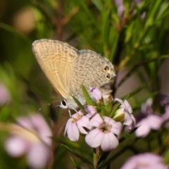 Nacaduba biocellata (Two-spotted Line-Blue) at Wingecarribee Local Government Area - 24 Sep 2023 by Curiosity